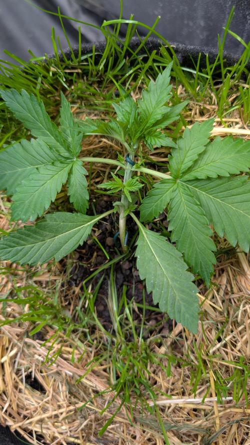 The G-Wagon Autoflower WorldCup 26. Week 3