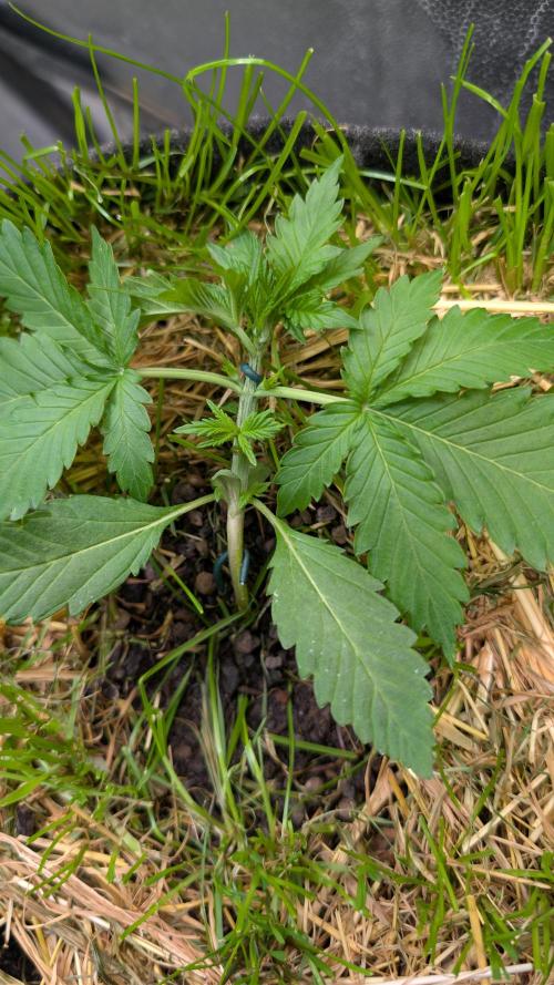 The G-Wagon Autoflower WorldCup 26. Week 3