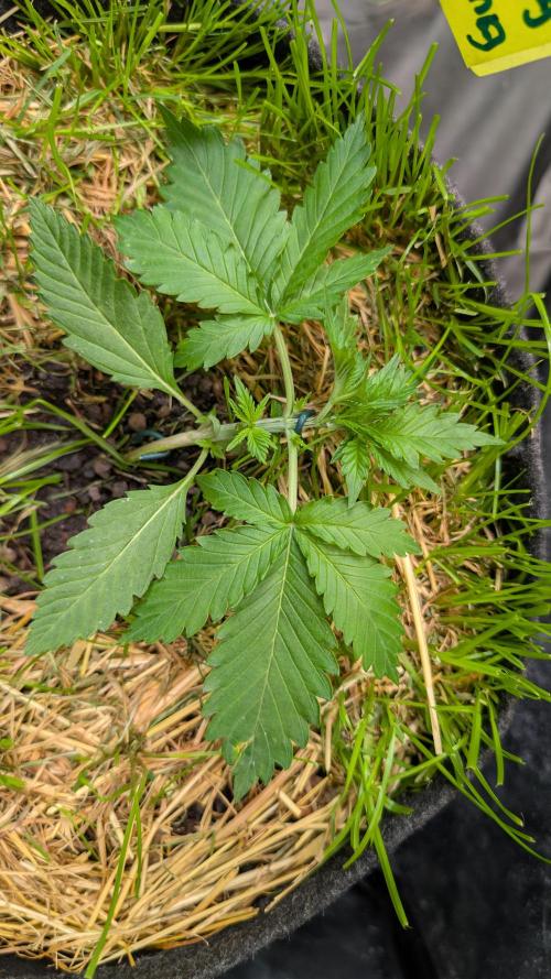 The G-Wagon Autoflower WorldCup 26. Week 3