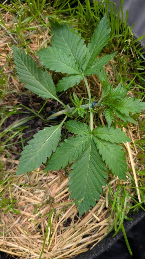 The G-Wagon Autoflower WorldCup 26. Week 3