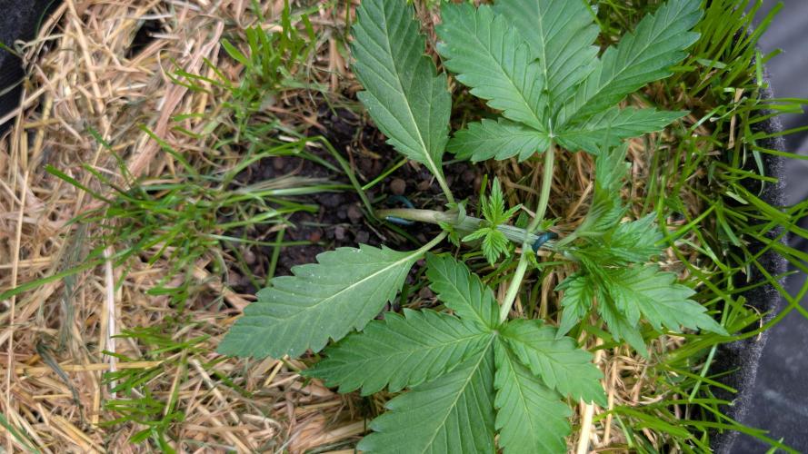 The G-Wagon Autoflower WorldCup 26. Week 3