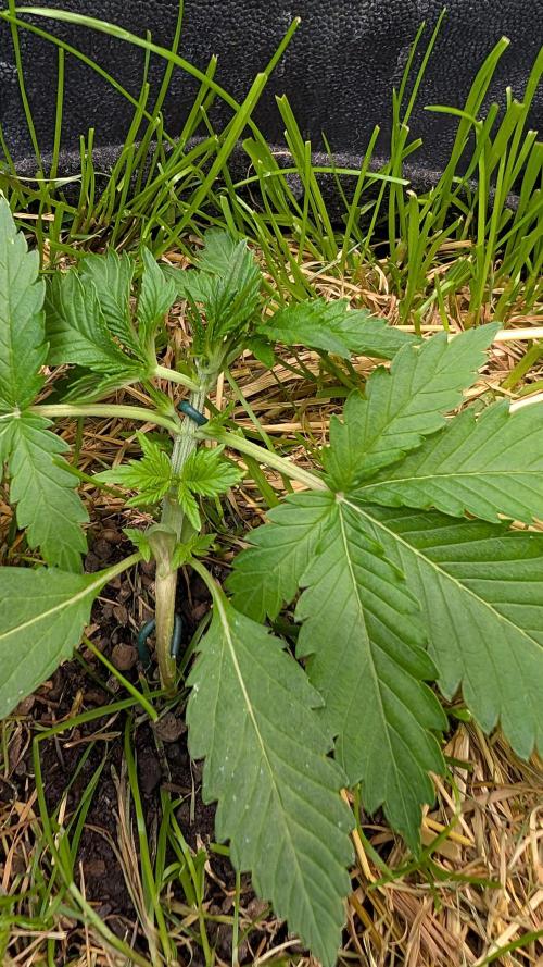 The G-Wagon Autoflower WorldCup 26. Week 3