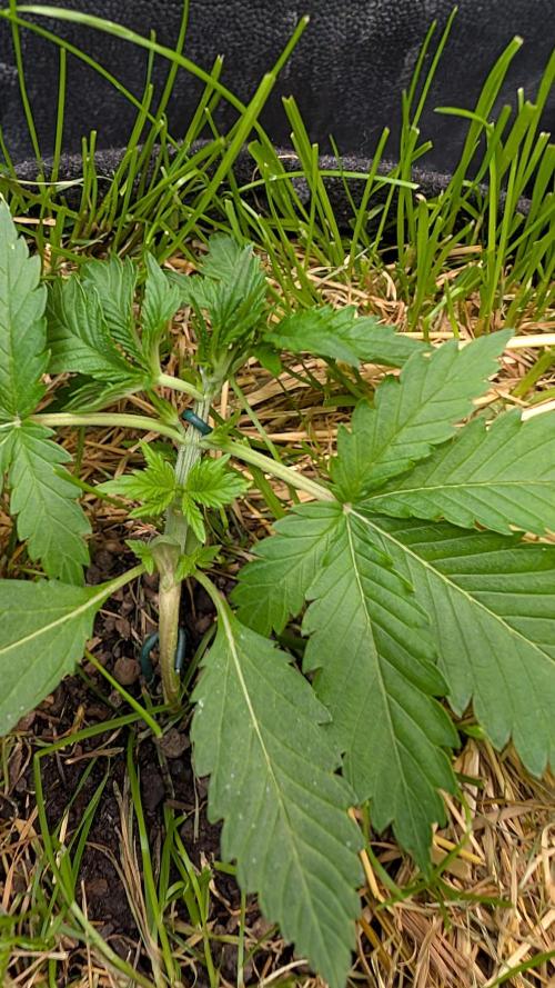 The G-Wagon Autoflower WorldCup 26. Week 3