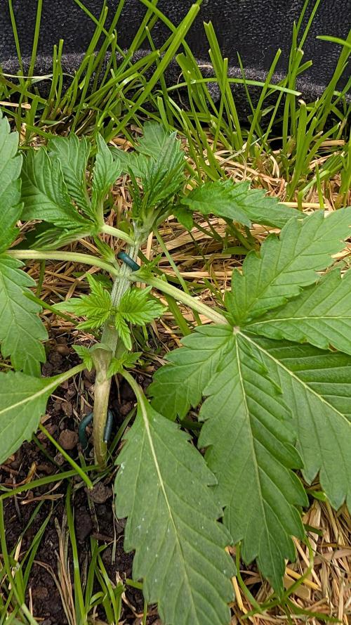 The G-Wagon Autoflower WorldCup 26. Week 3
