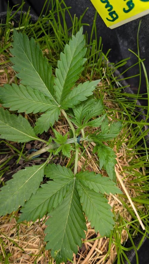 The G-Wagon Autoflower WorldCup 26. Week 3