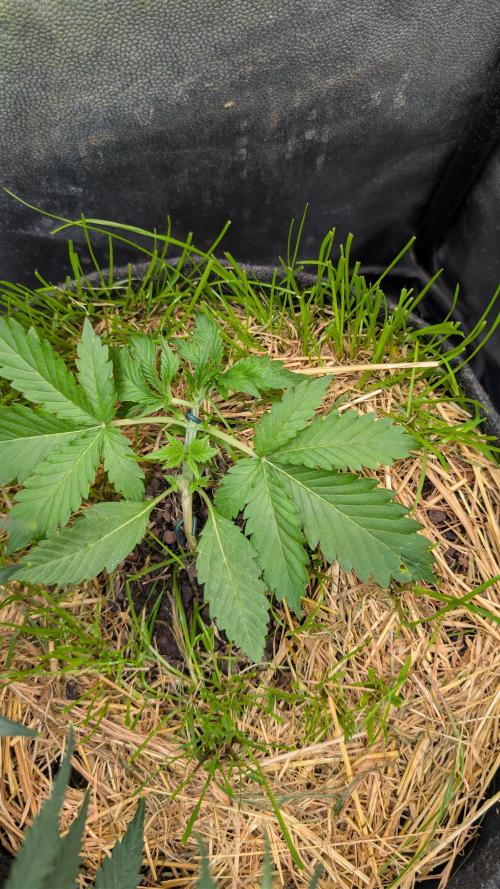 The G-Wagon Autoflower WorldCup 26. Week 3