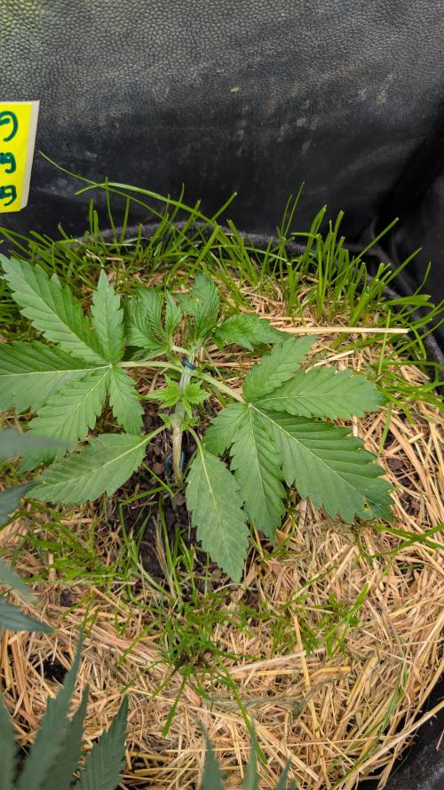 The G-Wagon Autoflower WorldCup 26. Week 3