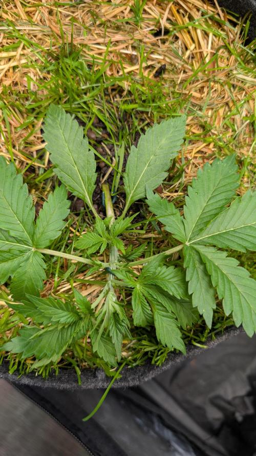The G-Wagon Autoflower WorldCup 26. Week 3