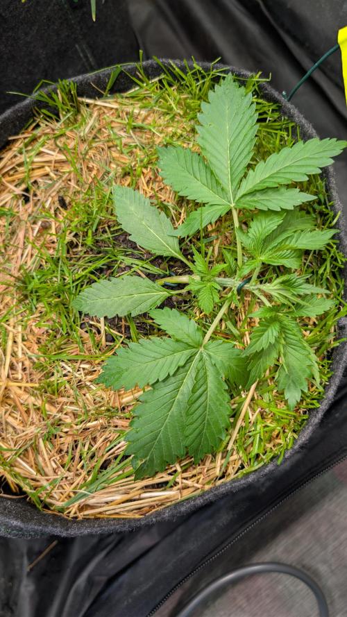 The G-Wagon Autoflower WorldCup 26. Week 3