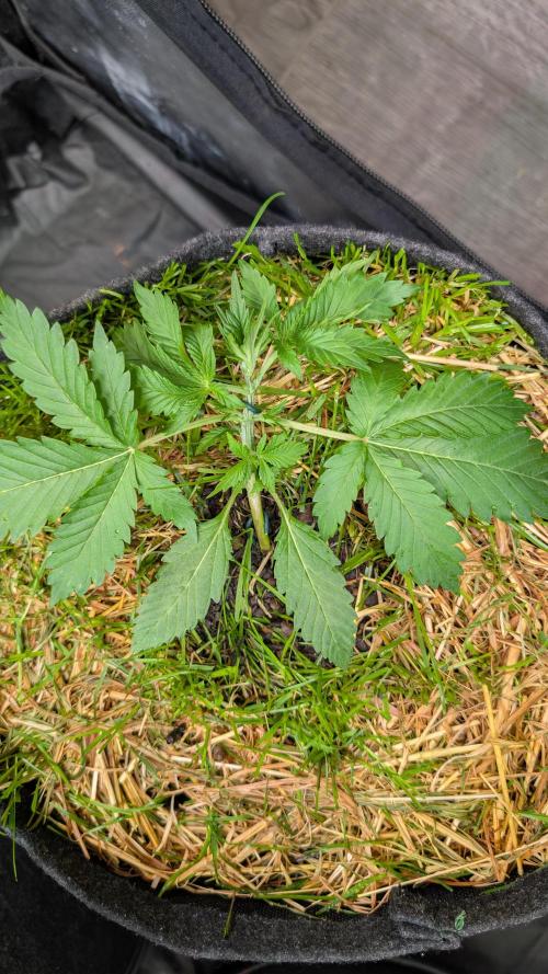 The G-Wagon Autoflower WorldCup 26. Week 3
