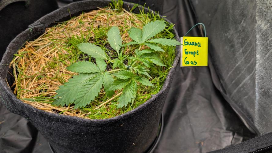 The G-Wagon Autoflower WorldCup 26. Week 3