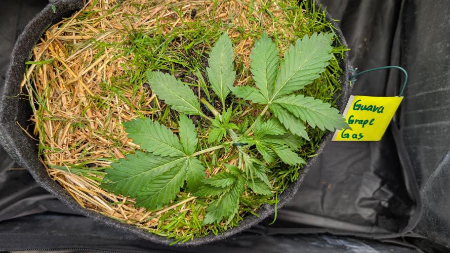 The G-Wagon Autoflower WorldCup 26. Week 3