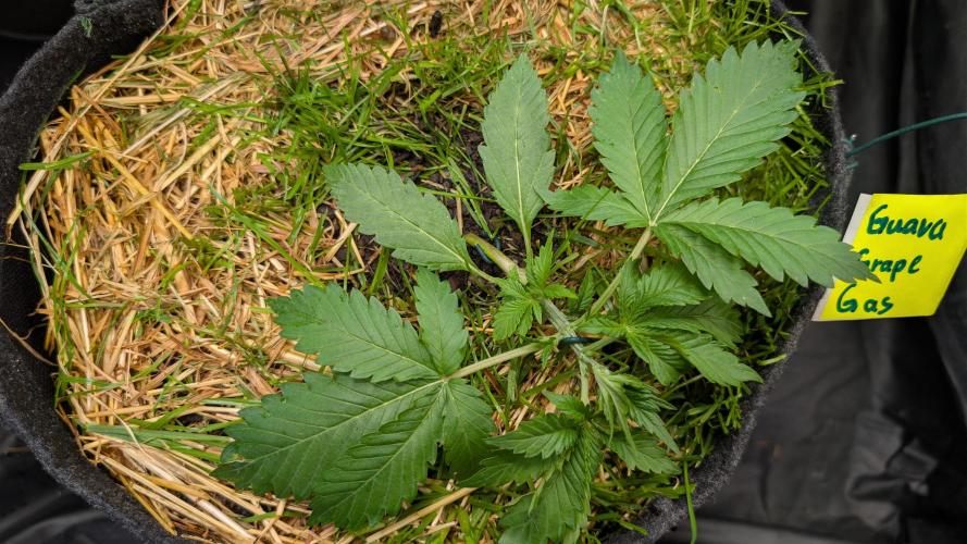 The G-Wagon Autoflower WorldCup 26. Week 3