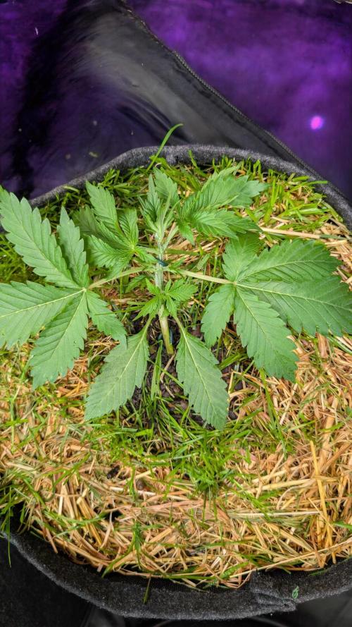The G-Wagon Autoflower WorldCup 26. Week 3