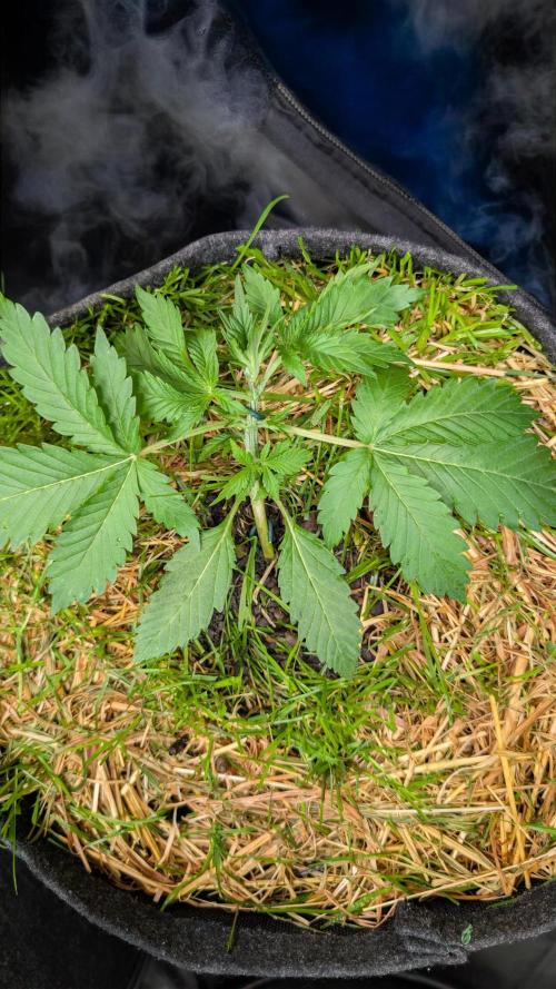 The G-Wagon Autoflower WorldCup 26. Week 3