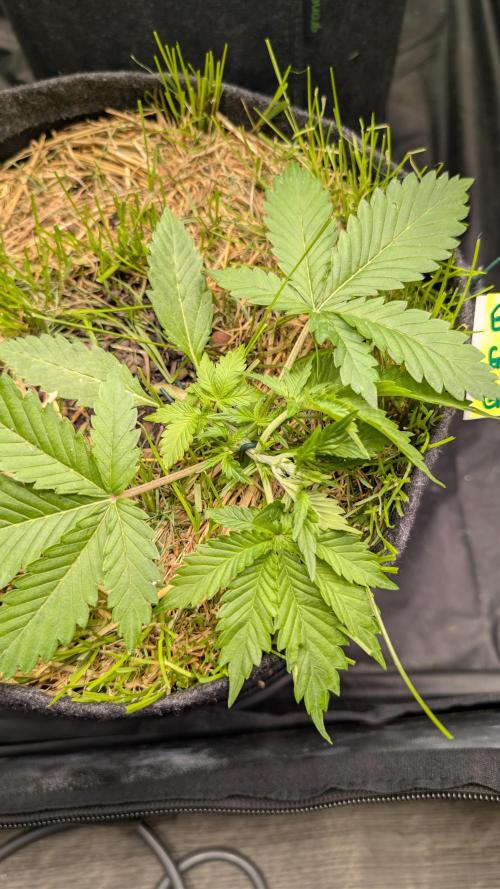 The G-Wagon Autoflower WorldCup 26. Week 3