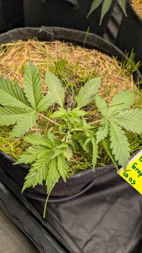 The G-Wagon Autoflower WorldCup 26. Week 3