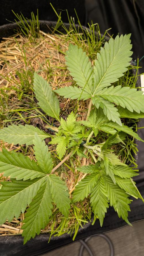 The G-Wagon Autoflower WorldCup 26. Week 3
