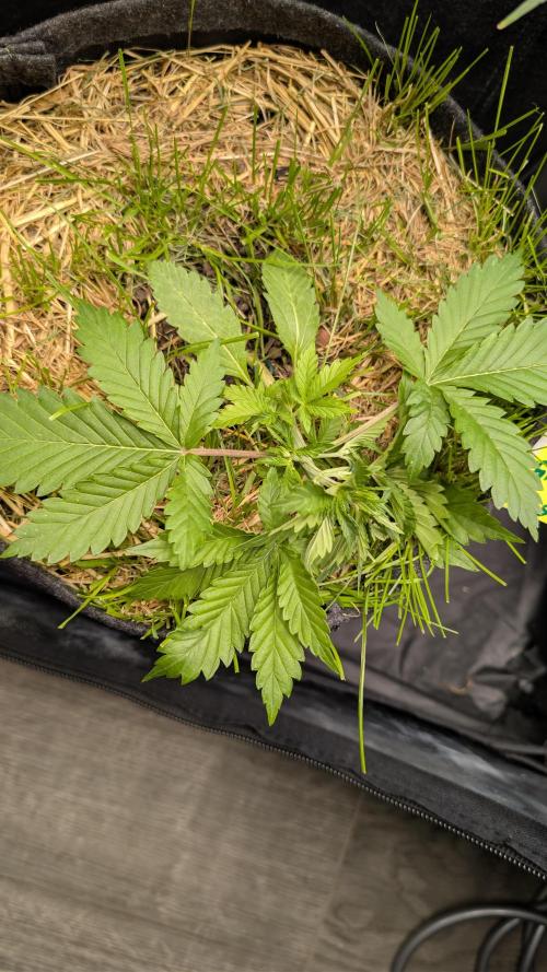 The G-Wagon Autoflower WorldCup 26. Week 3