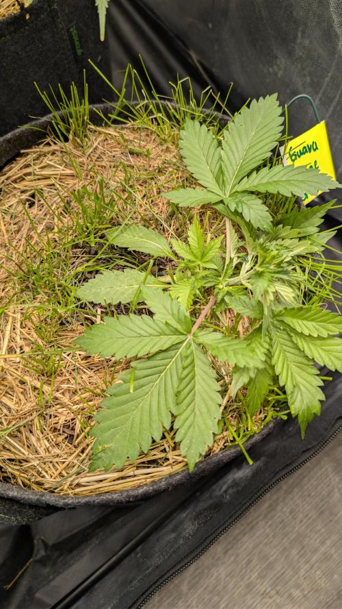 The G-Wagon Autoflower WorldCup 26. Week 3