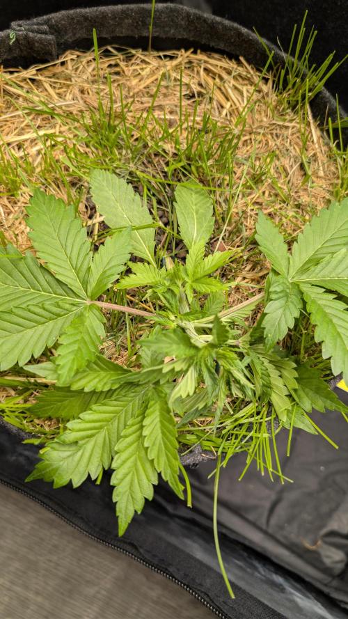The G-Wagon Autoflower WorldCup 26. Week 3