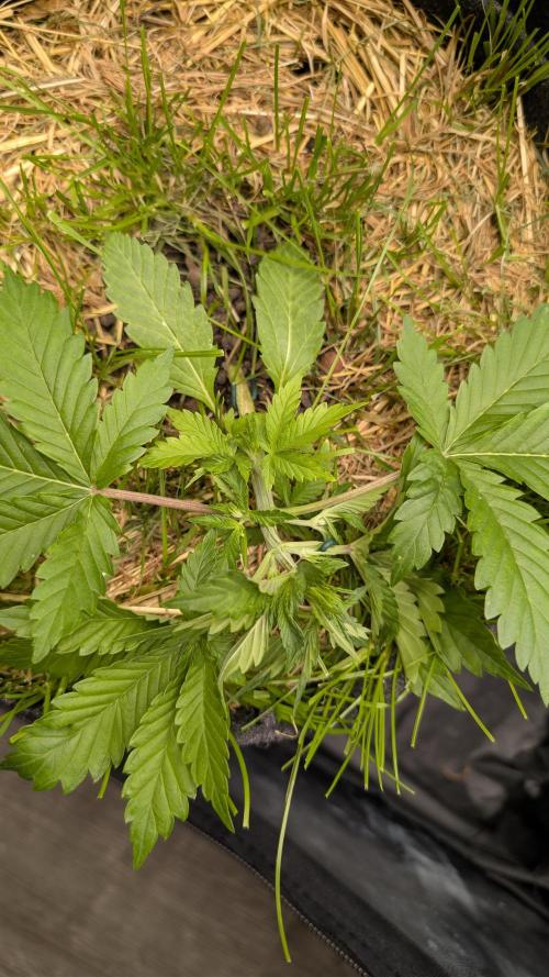 The G-Wagon Autoflower WorldCup 26. Week 3