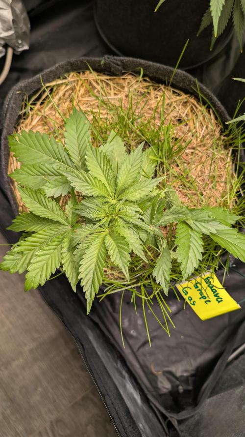 The G-Wagon Autoflower WorldCup 26. Week 3