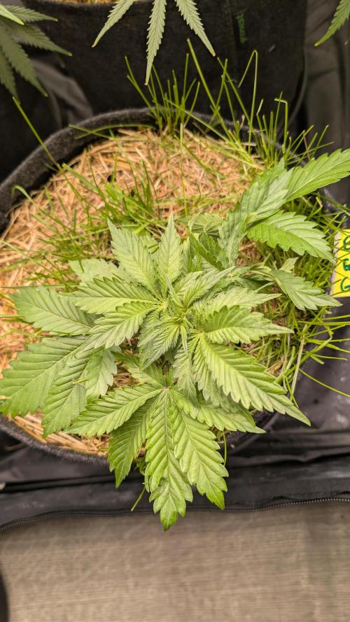 The G-Wagon Autoflower WorldCup 26. Week 3