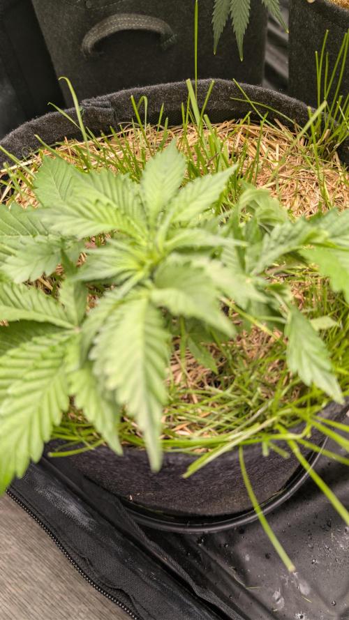 The G-Wagon Autoflower WorldCup 26. Week 3