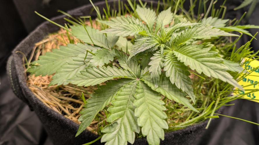 The G-Wagon Autoflower WorldCup 26. Week 3