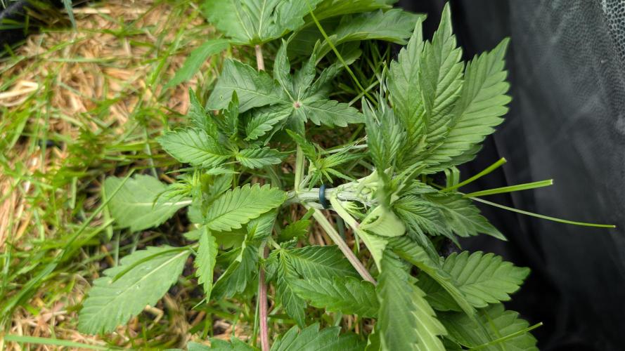 The G-Wagon Autoflower WorldCup 26. Week 3
