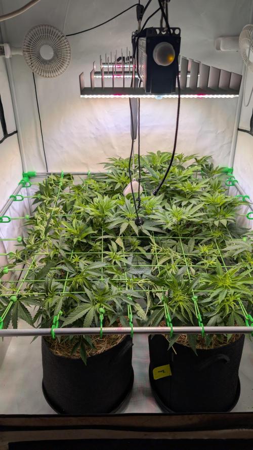 Cup Winning Strains 2026. Week 6