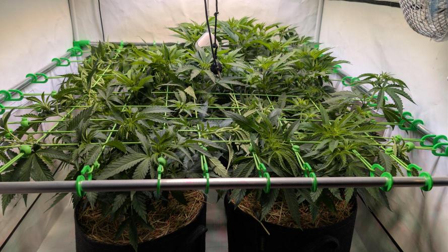 Cup Winning Strains 2026. Week 6