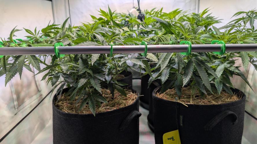 Cup Winning Strains 2026. Week 6