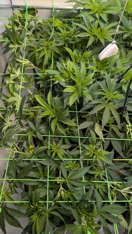 Cup Winning Strains 2026. Week 6