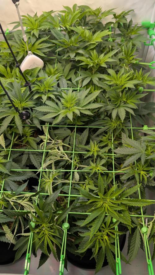 Cup Winning Strains 2026. Week 6