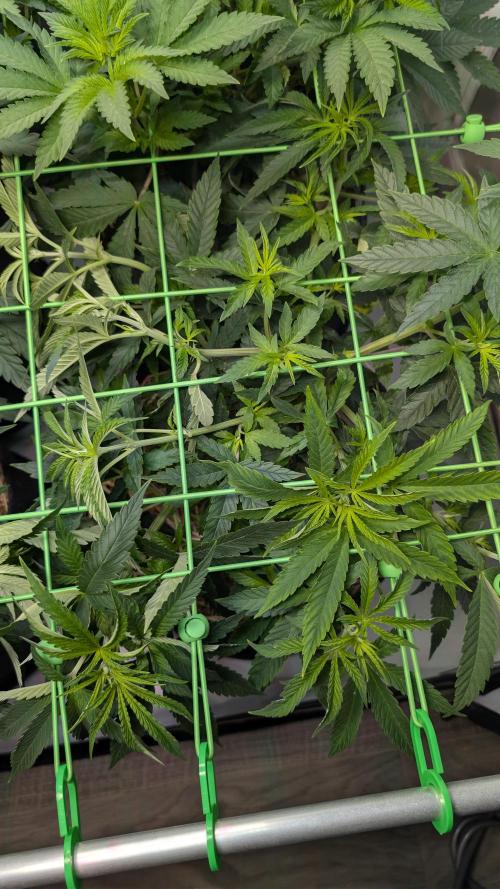 Cup Winning Strains 2026. Week 6