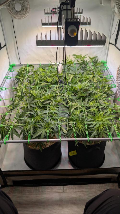 Cup Winning Strains 2026. Week 6