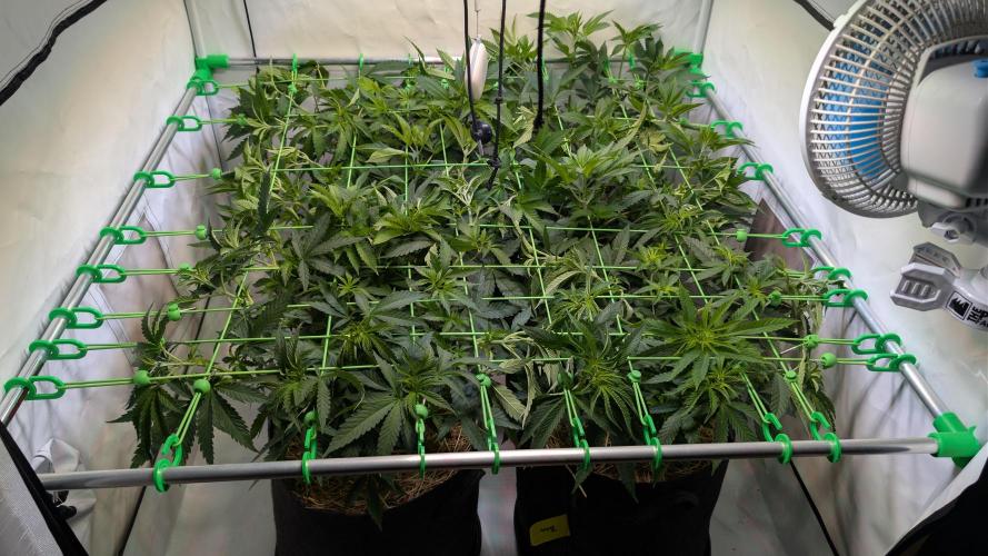 Cup Winning Strains 2026. Week 6