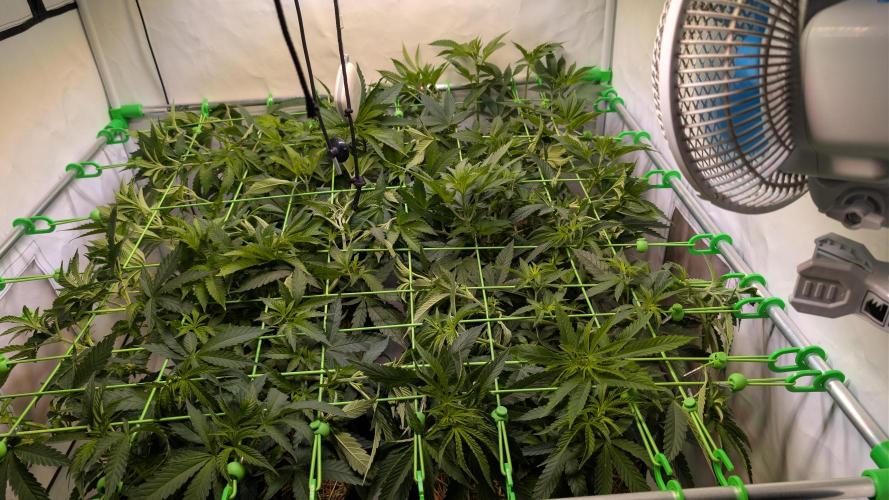 Cup Winning Strains 2026. Week 6