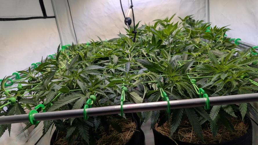 Cup Winning Strains 2026. Week 6