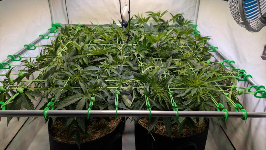 Cup Winning Strains 2026. Week 6