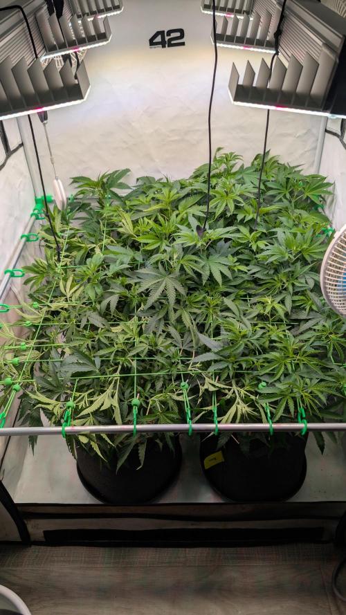 Cup Winning Strains 2026. Week 6