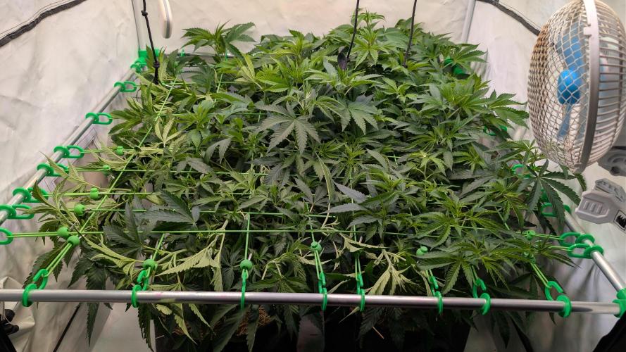 Cup Winning Strains 2026. Week 6
