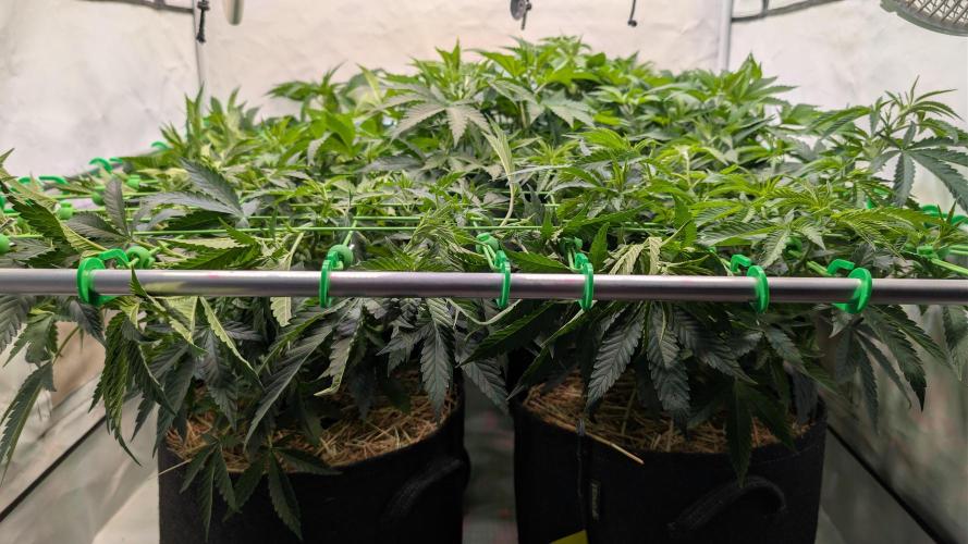 Cup Winning Strains 2026. Week 6
