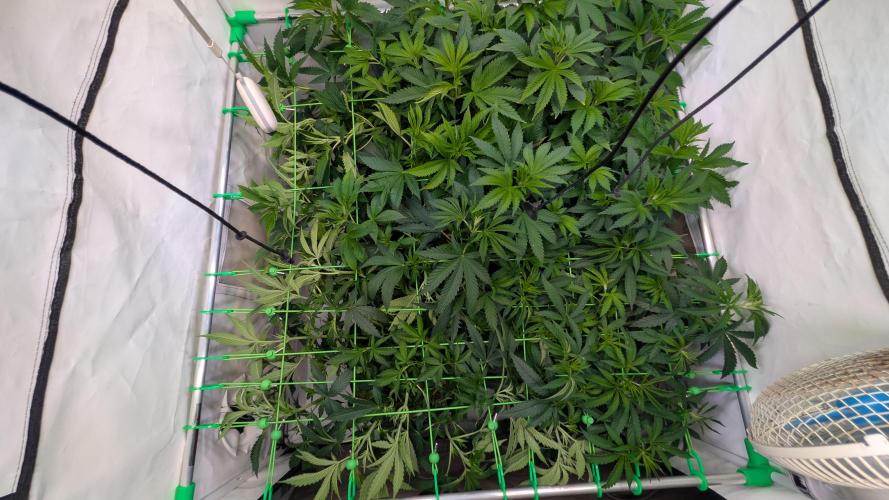Cup Winning Strains 2026. Week 6