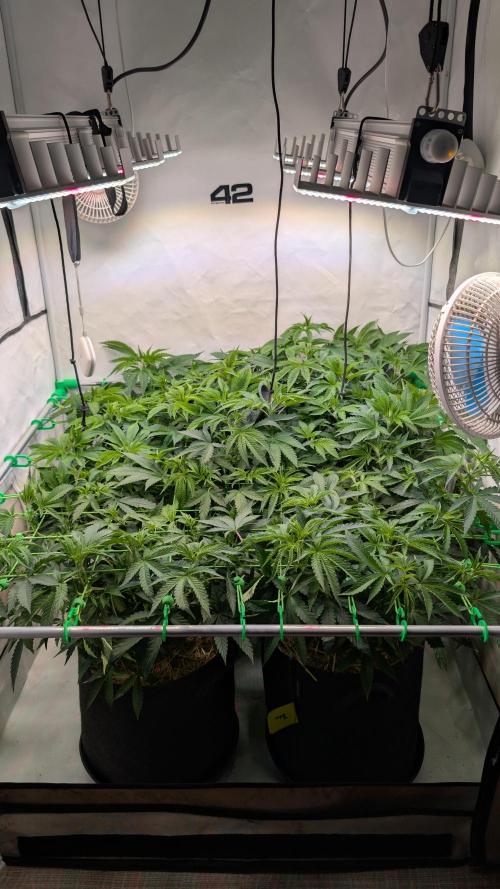 Cup Winning Strains 2026. Week 6