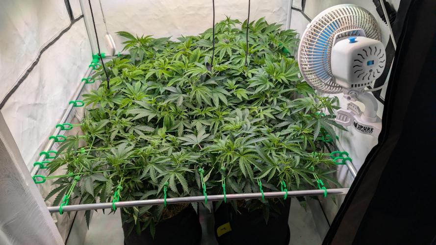 Cup Winning Strains 2026. Week 6