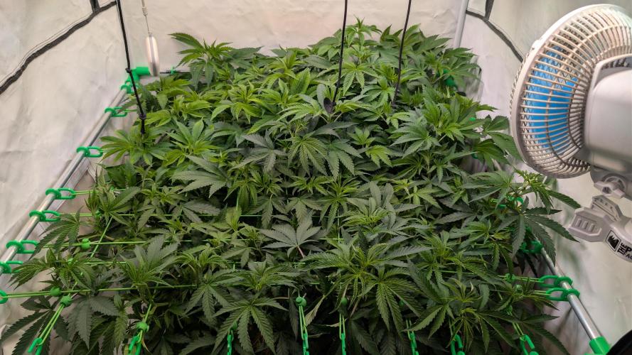 Cup Winning Strains 2026. Week 6