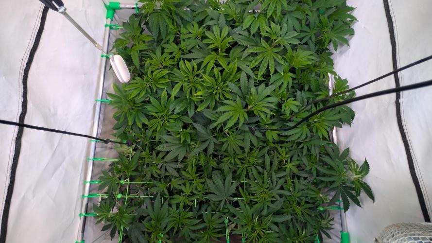 Cup Winning Strains 2026. Week 6